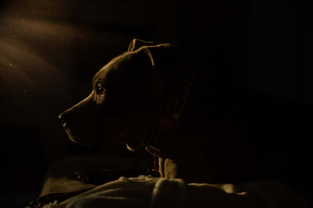 Bästa reflexvästen för hund 2026 - Köpguide för hund reflexväst