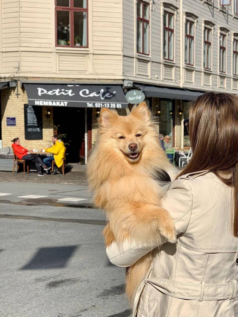 Hundvänlig café - Le Petit Café i Göteborg