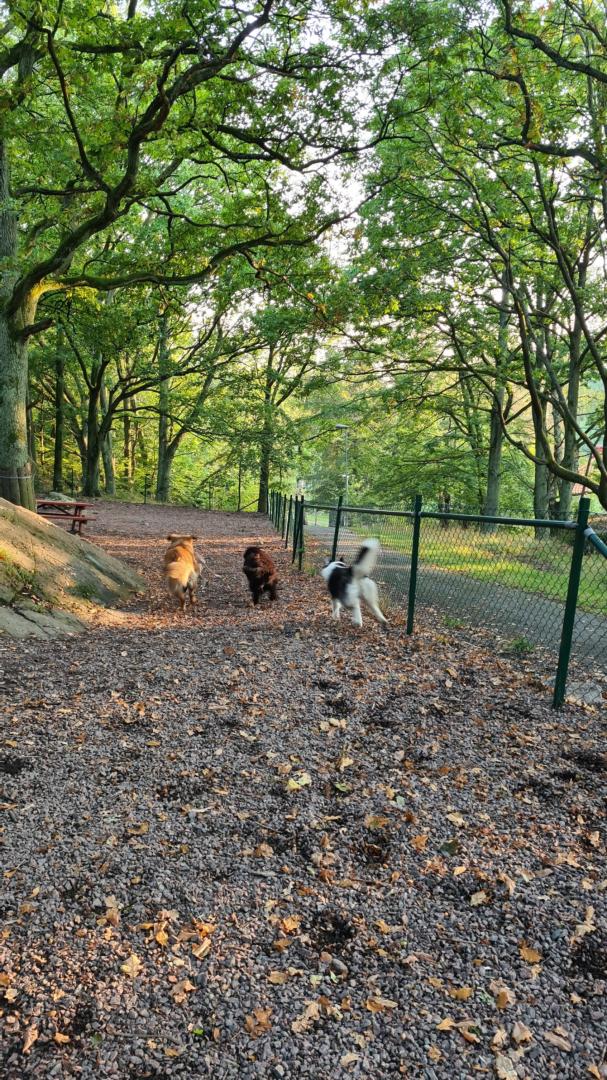 Hundvänlig rasta - Keillers Park Hundrastgård i Göteborg