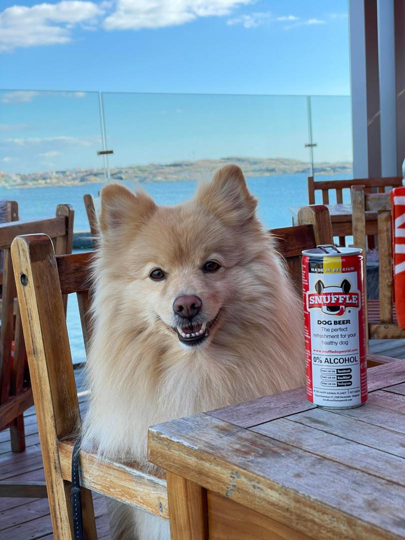 Hundvänlig restaurang - Franses Skärgårdspub i Hönö