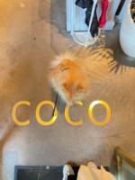 Bild 3 av Coco Orangerie