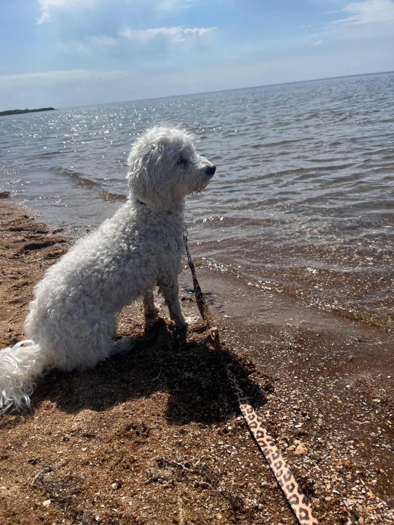 Hundvänlig rasta - Skrea Strand Hundbad i Falkenberg