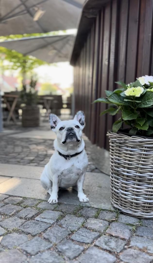 Hundvänlig restaurang - Hamnpaviljongen i Varberg