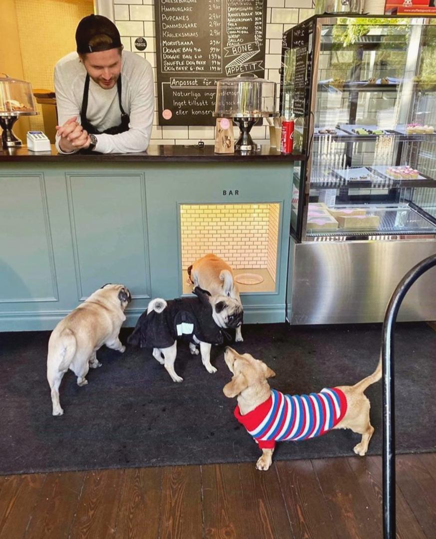 Hundvänlig café - Dog Bakery Stockholm i Stockholm