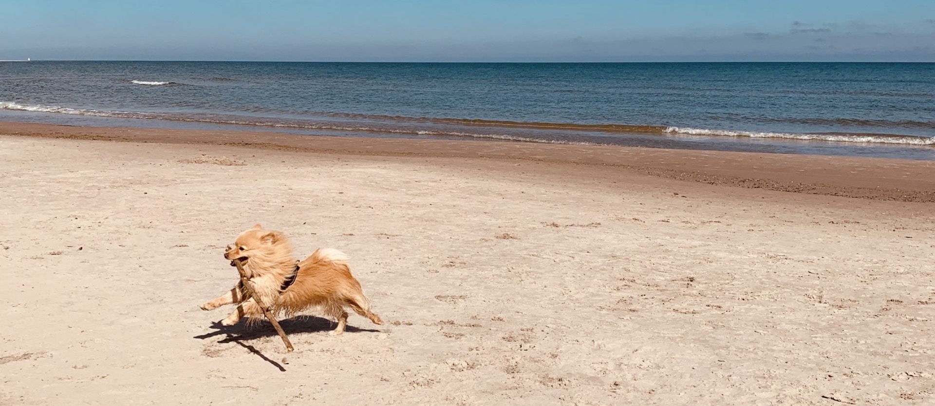 Semester på Gotland med hund