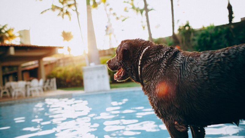Hund vid pool