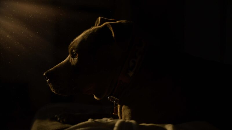 Hund i mörker
